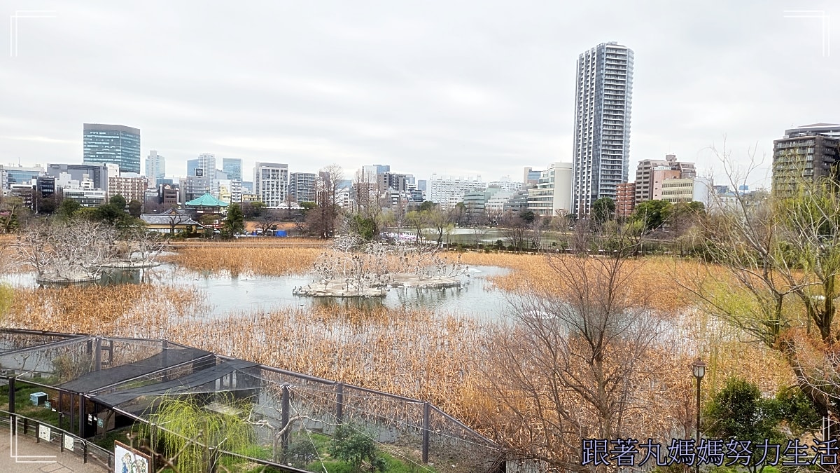【2026WBC棒球經典賽.東京之旅.上野動物園】除了上野動物園還有雷上加雷的我們發威了 - 第33張圖 【2026WBC棒球經典賽.東京之旅.上野動物園】除了上野動物園還有雷上加雷的我們發威了