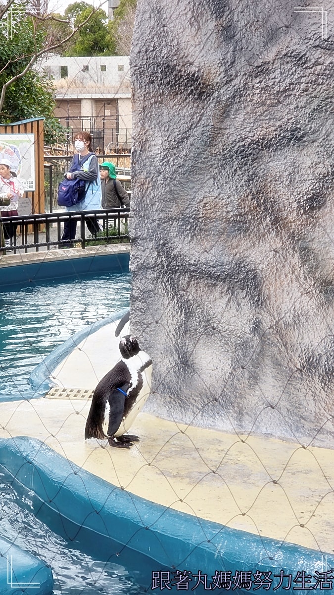 【2026WBC棒球經典賽.東京之旅.上野動物園】除了上野動物園還有雷上加雷的我們發威了 - 第23張圖 【2026WBC棒球經典賽.東京之旅.上野動物園】除了上野動物園還有雷上加雷的我們發威了
