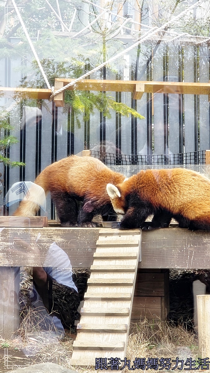 【2026WBC棒球經典賽.東京之旅.上野動物園】除了上野動物園還有雷上加雷的我們發威了 - 第24張圖 【2026WBC棒球經典賽.東京之旅.上野動物園】除了上野動物園還有雷上加雷的我們發威了