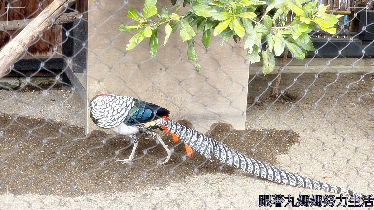 【2026WBC棒球經典賽.東京之旅.上野動物園】除了上野動物園還有雷上加雷的我們發威了 - 第32張圖 【2026WBC棒球經典賽.東京之旅.上野動物園】除了上野動物園還有雷上加雷的我們發威了
