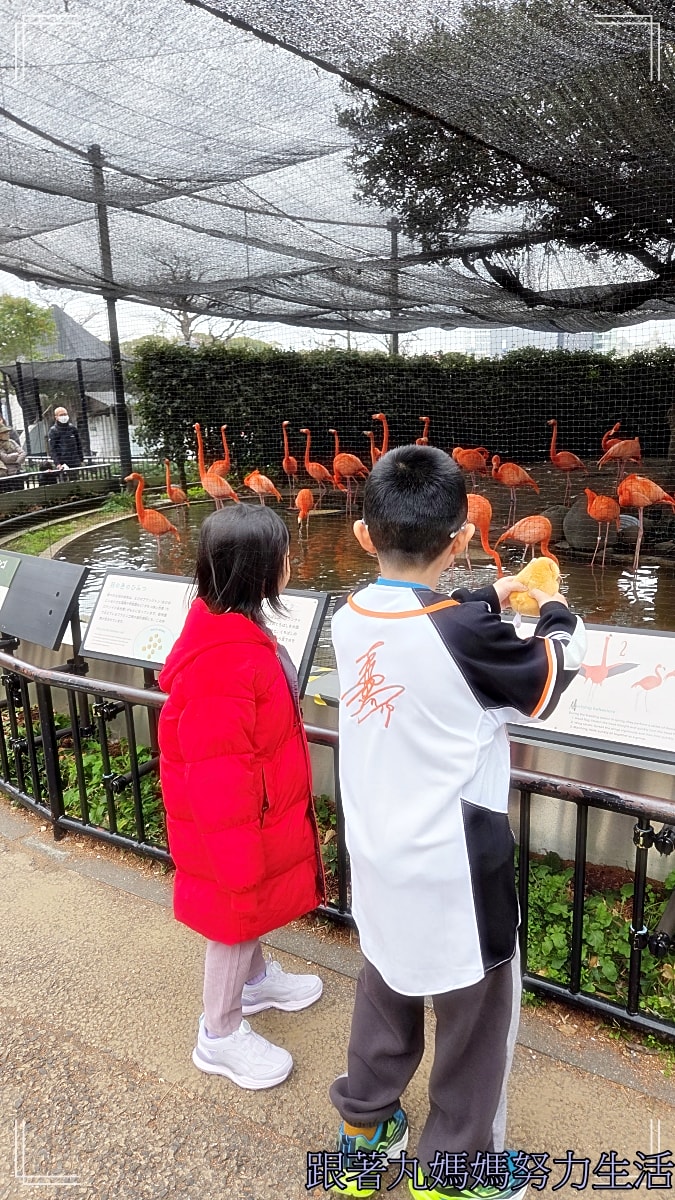 【2026WBC棒球經典賽.東京之旅.上野動物園】除了上野動物園還有雷上加雷的我們發威了 - 第26張圖 【2026WBC棒球經典賽.東京之旅.上野動物園】除了上野動物園還有雷上加雷的我們發威了