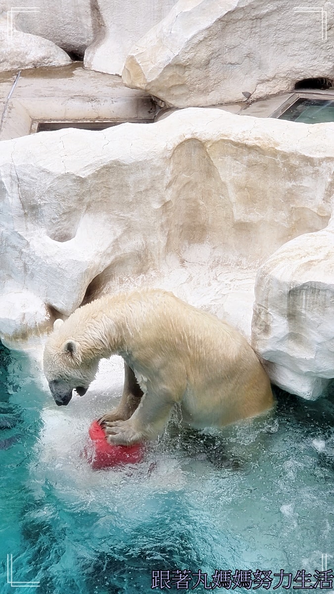 【2026WBC棒球經典賽.東京之旅.上野動物園】除了上野動物園還有雷上加雷的我們發威了 - 第28張圖 【2026WBC棒球經典賽.東京之旅.上野動物園】除了上野動物園還有雷上加雷的我們發威了