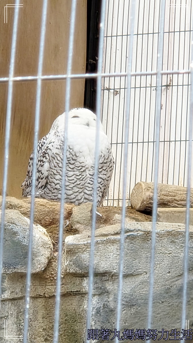 【2026WBC棒球經典賽.東京之旅.上野動物園】除了上野動物園還有雷上加雷的我們發威了 - 第27張圖 【2026WBC棒球經典賽.東京之旅.上野動物園】除了上野動物園還有雷上加雷的我們發威了